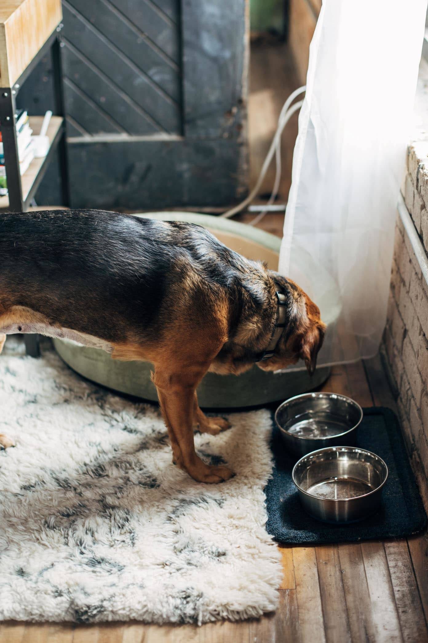 Dog drinking from a metal bowl.