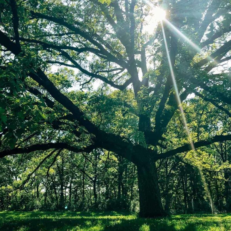 A green tree in the sunshine.
