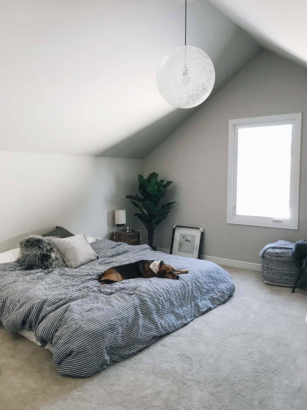 A dog laying on a bed.