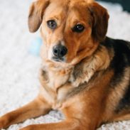 Sage laying on white carpet.