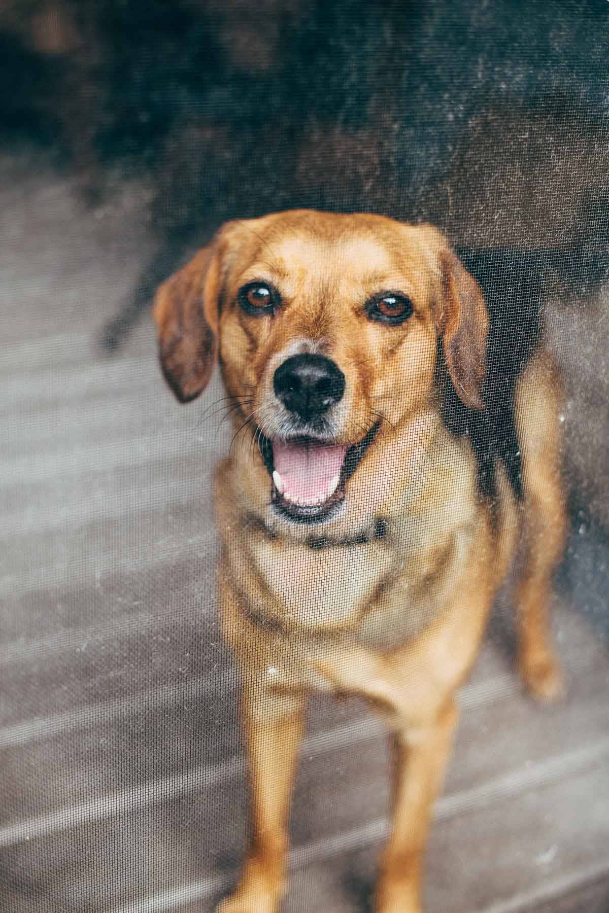 Fourth of July | pinchofyum.com Fourth of July | pinchofyum.com